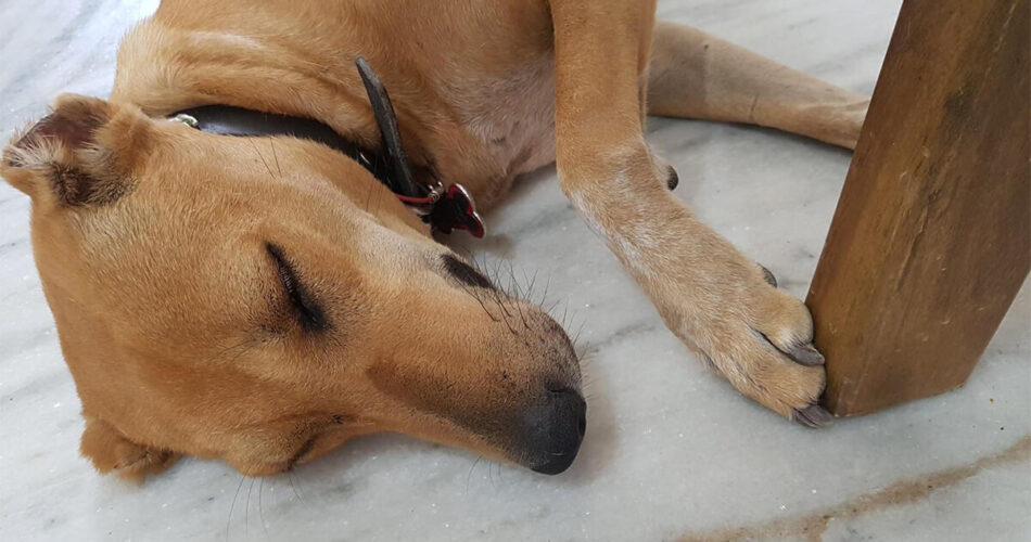 Kamla - My Rescued Dog