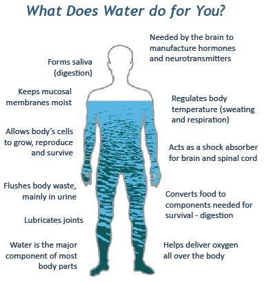 What is the role of water in your body?