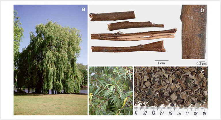 Willow Bark and Its Safety Profile In Pregnancy & Lactation