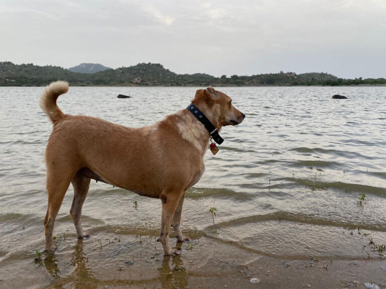 How to Bring a Dog to USA (Part II) – Flight and Layover Tips