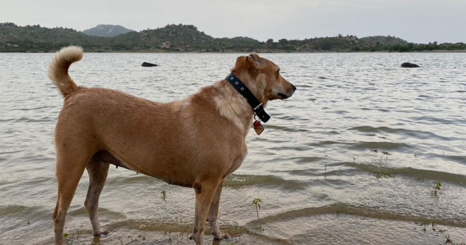 How to Bring a Dog to USA (Part II) - Flight and Layover Tips