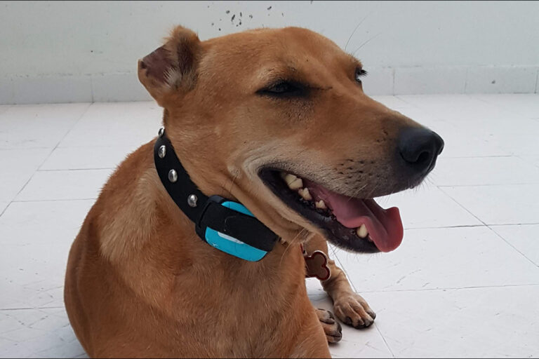 Pet Safety During Travel: The Benefits of Using Apple AirTag & Samsung SmartTag for Dogs