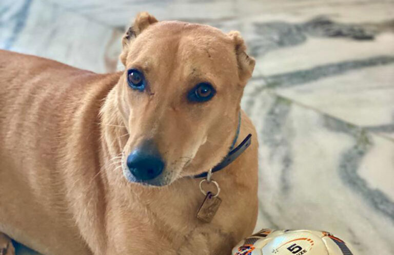 How to Bring a Dog to USA Part I- Navigating CDC and AQCS Requirements