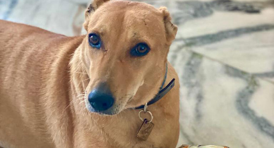 transporting pet dog from india to the usa part i 2