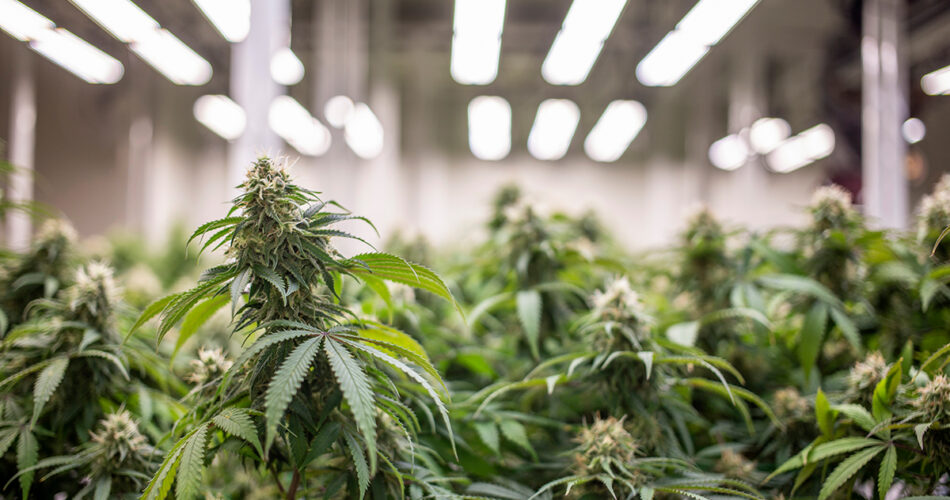 glasshouse marijuana lab research medicine from thc cannabis plant